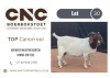 1X BOER GOAT STUD DOE CNC BOERBOKSTOET