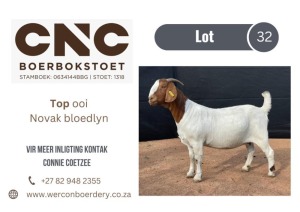 1X BOER GOAT FLOCK DOE CNC BOERBOKSTOET