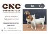 1+1X BOER GOAT FLOCK DOE CNC BOERBOKSTOET