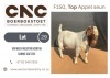 1X BOER GOAT STUD BUCK CNC BOERBOKSTOET