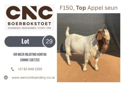 1X BOER GOAT STUD BUCK CNC BOERBOKSTOET