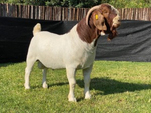 1X BOER GOAT STUD BUCK KARSTEN BOERDERY