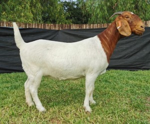 1X BOER GOAT STUD DOE KARSTEN BOERDERY