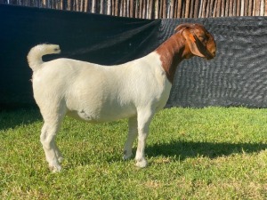 1X BOER GOAT STUD DOE KARSTEN BOERDERY