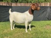 1X BOER GOAT PREGNANT STUD DOE KARSTEN BOERDERY