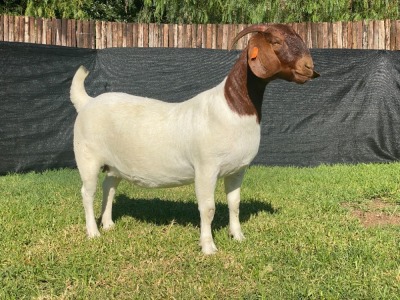 1X BOER GOAT PREGNANT STUD DOE KARSTEN BOERDERY