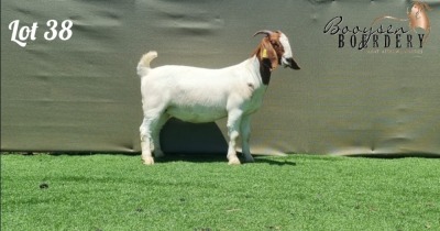 1X BOER GOAT STUD DOE BOOYSEN BOERDERY