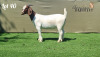 1X BOER GOAT STUD DOE BOOYSEN BOERDERY