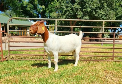 1X BOER GOAT FLOCK DOE LJ DU RAAN & SEUNS