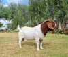 1X BOER GOAT FLOCK BUCK LJ DU RAAN & SEUNS