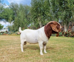 1X BOER GOAT FLOCK BUCK LJ DU RAAN & SEUNS