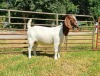 1X BOER GOAT STUD DOE LJ DU RAAN & SEUNS