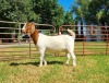 1X BOER GOAT PS DOE LJ DU RAAN & SEUNS