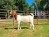 1X BOER GOAT PS DOE LJ DU RAAN & SEUNS