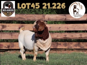 1X BOER GOAT STUD BUCK MILAMIEK BOERBOKSTOET