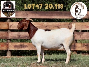 1X BOER GOAT FLOCK ON COLOUR DOE MILAMIEK BOERBOKSTOET