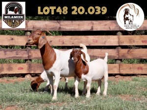 1+2X BOER GOAT STUD DOE MILAMIEK BOERBOKSTOET