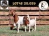 1+2X BOER GOAT STUD DOE MILAMIEK BOERBOKSTOET