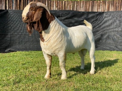 1X BOER GOAT FLOCK ON COLOUR BUCK KARSTEN BOERDERY