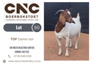 1X BOER GOAT STUD DOE CNC BOERBOKSTOET