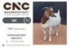 1X BOER GOAT STUD DOE CNC BOERBOKSTOET