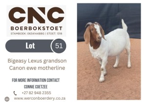 1X BOER GOAT FLOCK ON COLOUR DOE CNC BOERBOKSTOET