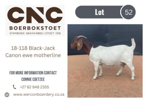 WITHDRAWN - 1X BOER GOAT DOE CNC BOERBOKSTOET