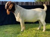 WITHDRAWN - 1X BOER GOAT BUCK KARSTEN BOERDERY