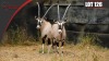 Bushveld Oryx