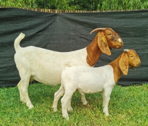 1+1X BOER GOAT STUD DOE KARSTEN BOERDERY