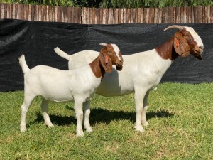 1+1X BOER GOAT STUD DOE KARSTEN BOERDERY