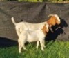 1+1X BOER GOAT STUD DOE KARSTEN BOERDERY - 2