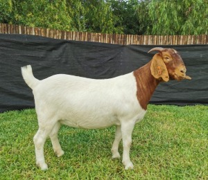 1X BOER GOAT FLOCK DOE KARSTEN BOERDERY