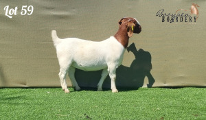 1X BOER GOAT STUD DOE BOOYSEN BOERDERY