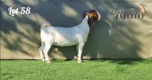 1X BOER GOAT FLOCK ON COLOUR DOE BOOYSEN BOERDERY