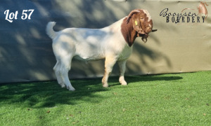 1X BOER GOAT STUD BUCK BOOYSEN BOERDERY