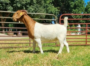 1X BOER GOAT FLOCK DOE LJ DU RAAN & SEUNS