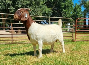 1X BOER GOAT FLOCK DOE LJ DU RAAN & SEUNS