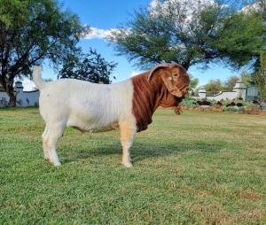 1X BOER GOAT STUD BUCK LJ DU RAAN & SEUNS