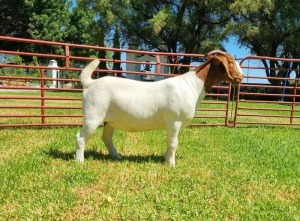 1X BOER GOAT STUD DOE LJ DU RAAN & SEUNS