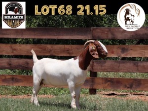 1X BOER GOAT FLOCK ON COLOUR DOE MILAMIEK BOERBOKSTOET