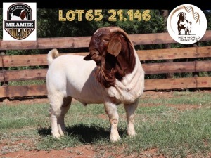 WITHDRAWN - 1X BOER GOAT BUCK MILAMIEK BOERBOKSTOET