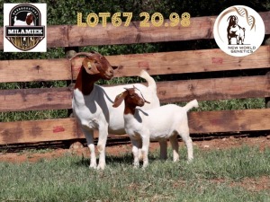 1+1X BOER GOAT STUD DOE MILAMIEK BOERBOKSTOET