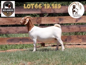 1X BOER GOAT STUD DOE MILAMIEK BOERBOKSTOET