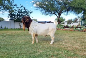 1X BOER GOAT FLOCK BUCK LJ DU RAAN & SEUNS