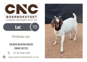 1X BOER GOAT STUD DOE CNC BOERBOKSTOET