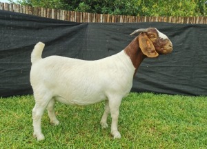 1X BOER GOAT STUD DOE KARSTEN BOERDERY