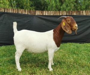 1X BOER GOAT FLOCK DOE KARSTEN BOERDERY