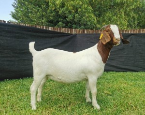 1X BOER GOAT PREGNANT STUD DOE KARSTEN BOERDERY