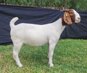 1X BOER GOAT PREGNANT STUD DOE KARSTEN BOERDERY